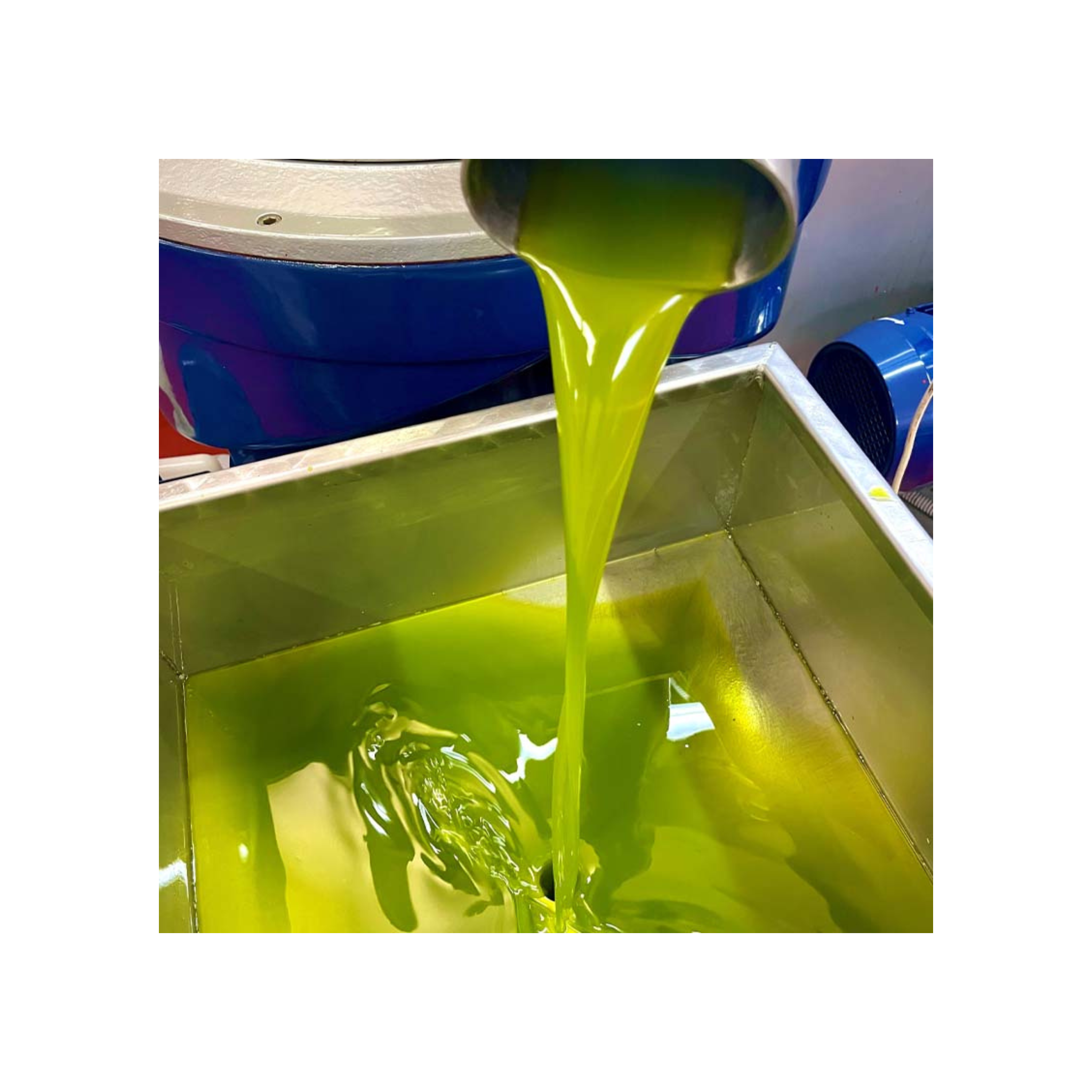 Olio EVO Nocellara del Belice DOP BIO - Qualità Superiore