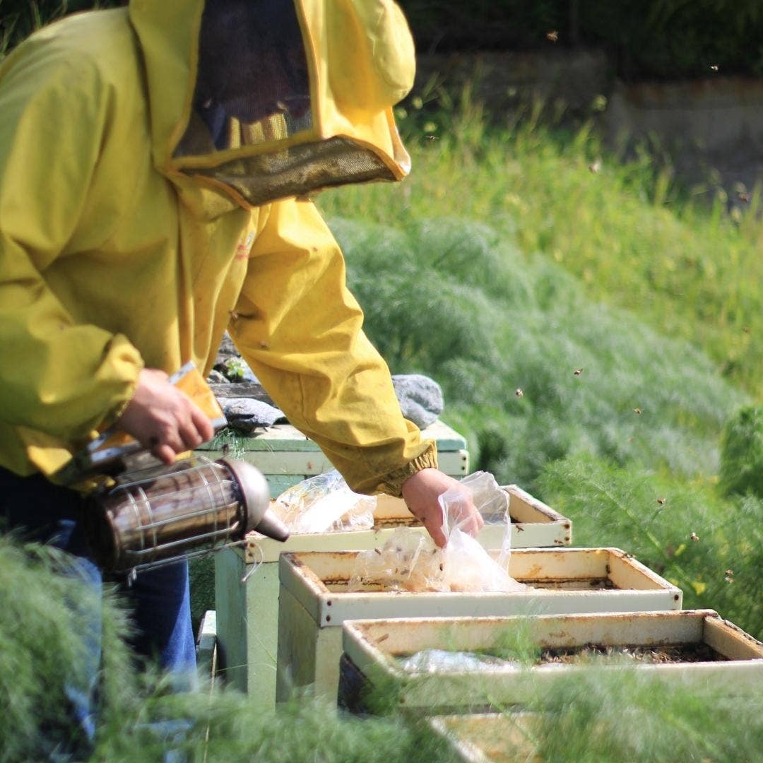 Miele di Castagno di ape nera sicula biologico - Maravigghia for Sicily