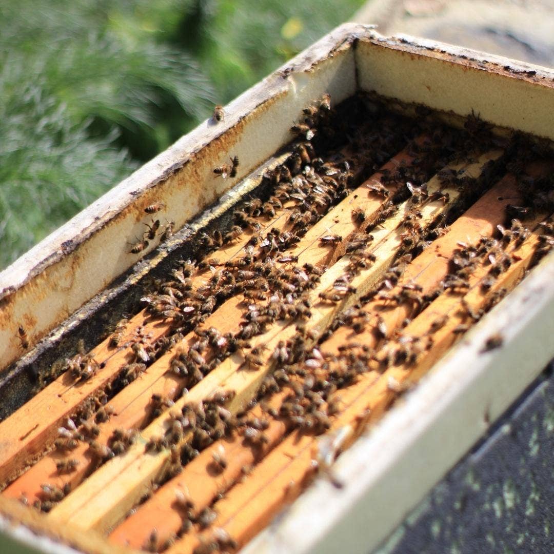 Miele Millefiori biologico di ape nera sicula - Maravigghia for Sicily