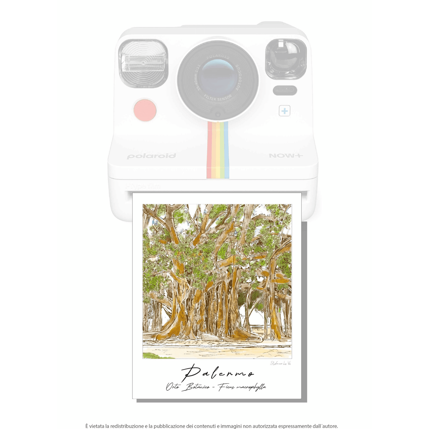 Pale - roid: le illustrazioni di Stefano Lo Voi - Maravigghia Sicily