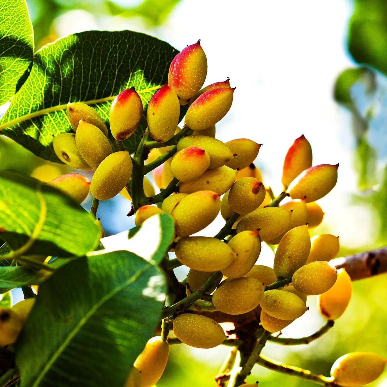 Pistacchio intero sgusciato Siciliano - Pistacchio In - Maravigghia for Sicily